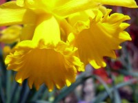 /album/plants/plant-16-jpg/